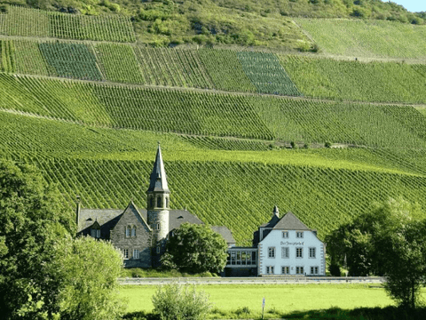 Mosel_Steilhang
