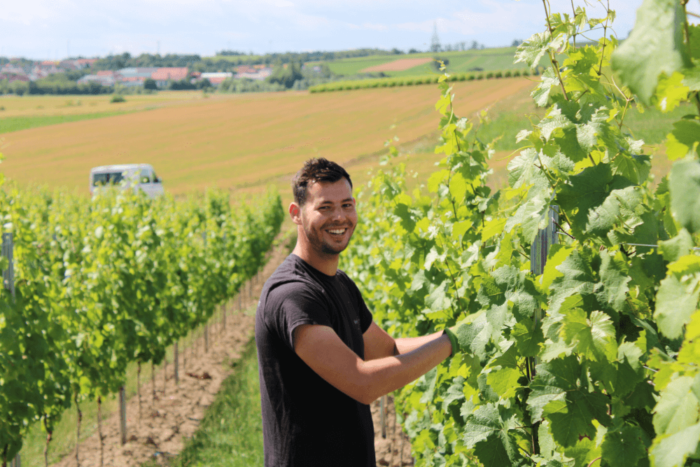 Weingut Frieß