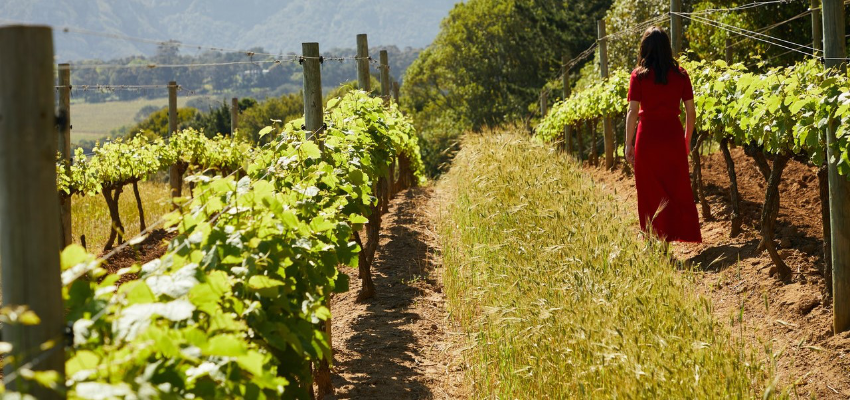 Urlaub auf dem Weingut