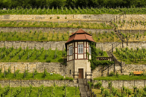Besonderer Weinbau Saale-Unstrut