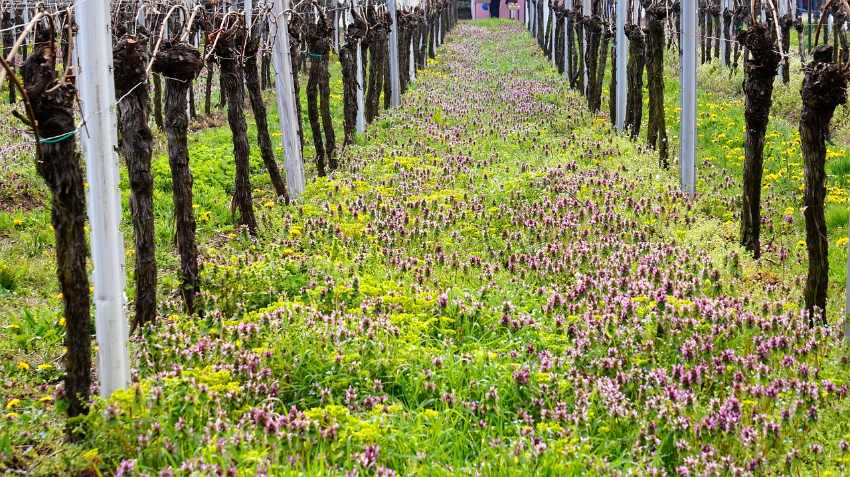 Naturwein Wein Natural Wine Wingert Biodynamisch Bio Biodivers