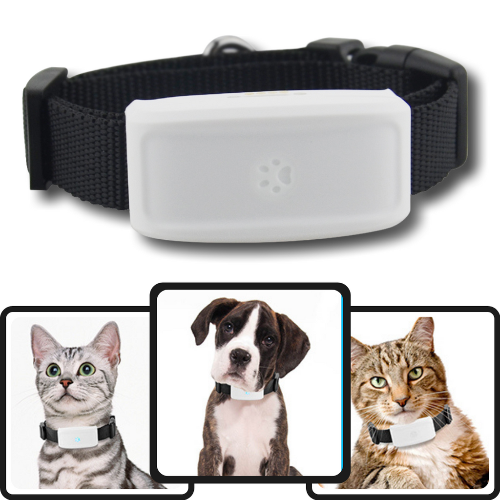 Dog and cat GPS collar - immediately geolocate your pet - Ozerty