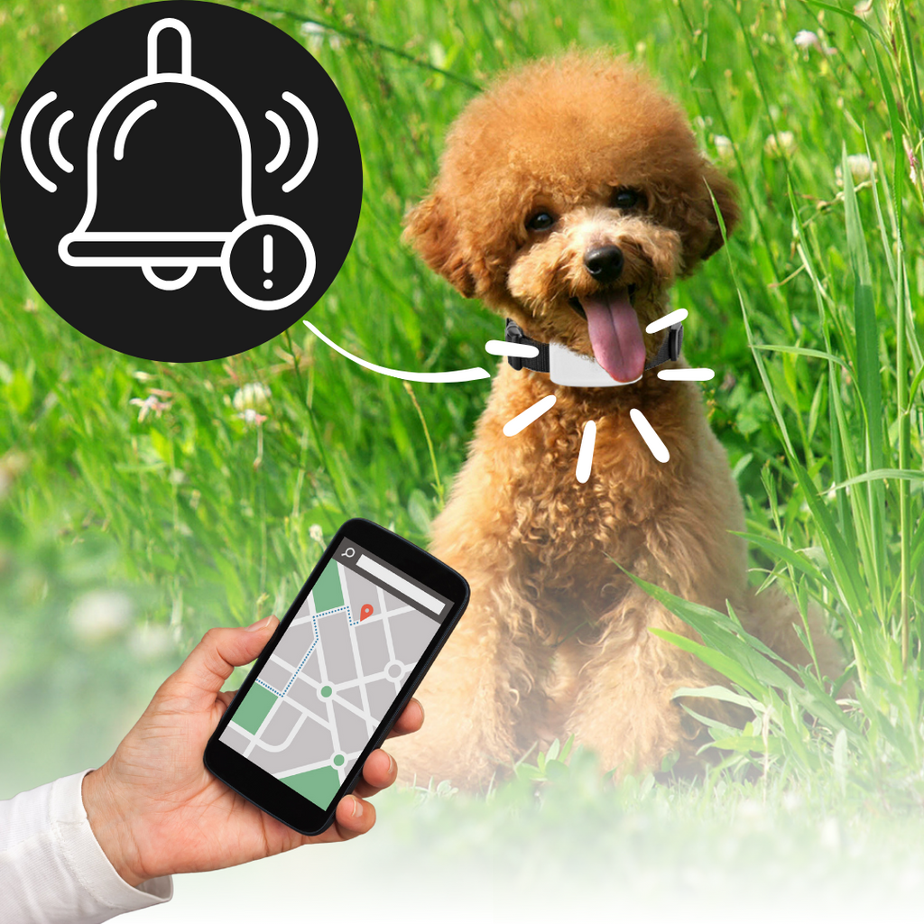 Dog and cat GPS collar - Real time - Ozerty