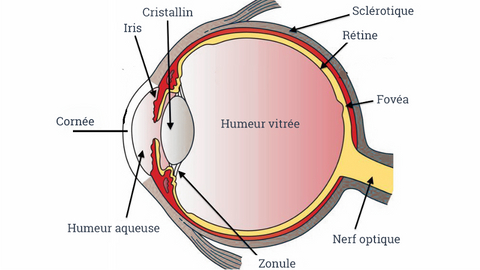 illustration détaillé de l'oeil