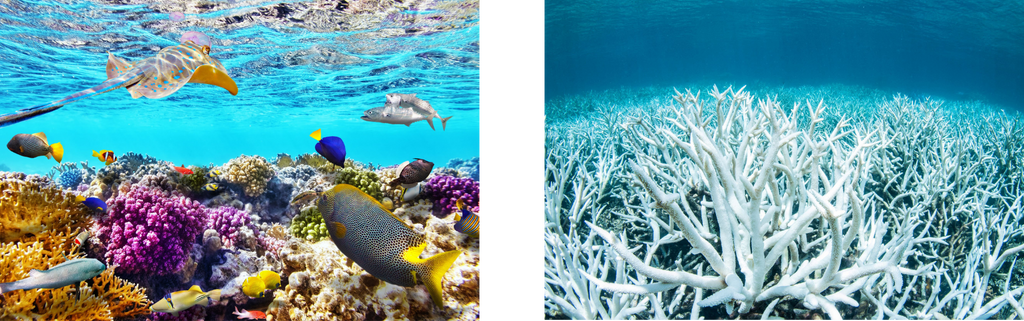 4KIDS Great Barrier Reef