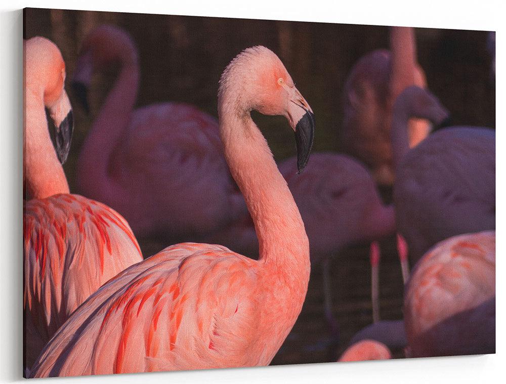 Flamingo am Abend - Leinwand Howling Nature