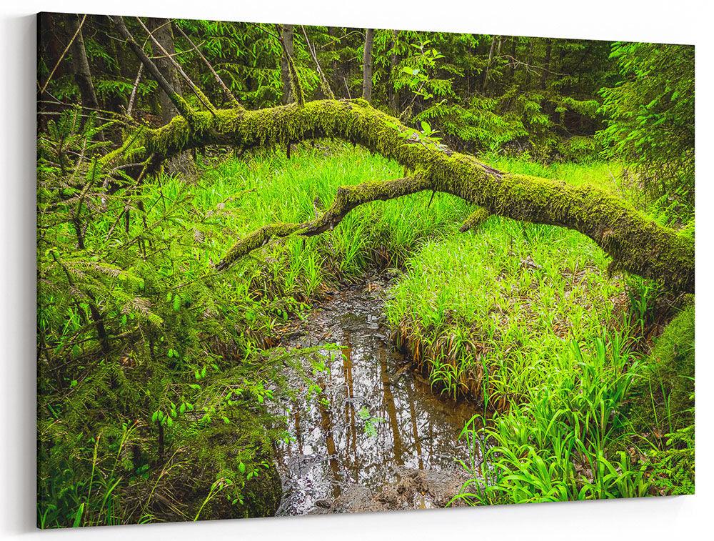 Harz, im tiefen Wald - Leinwand Howling Nature