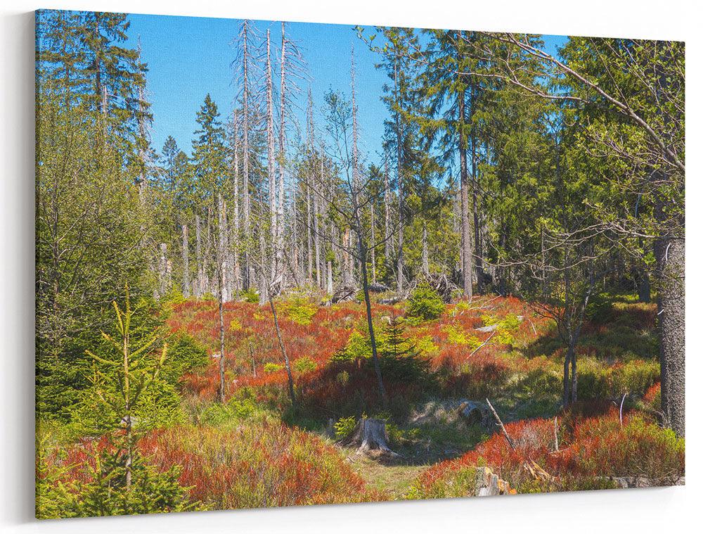 Harz, rote Lichtung - Leinwand Howling Nature