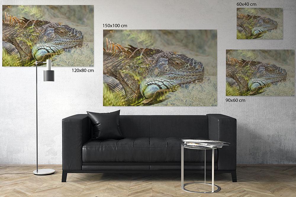 Leguan beim Sonnenbaden - Leinwand Howling Nature