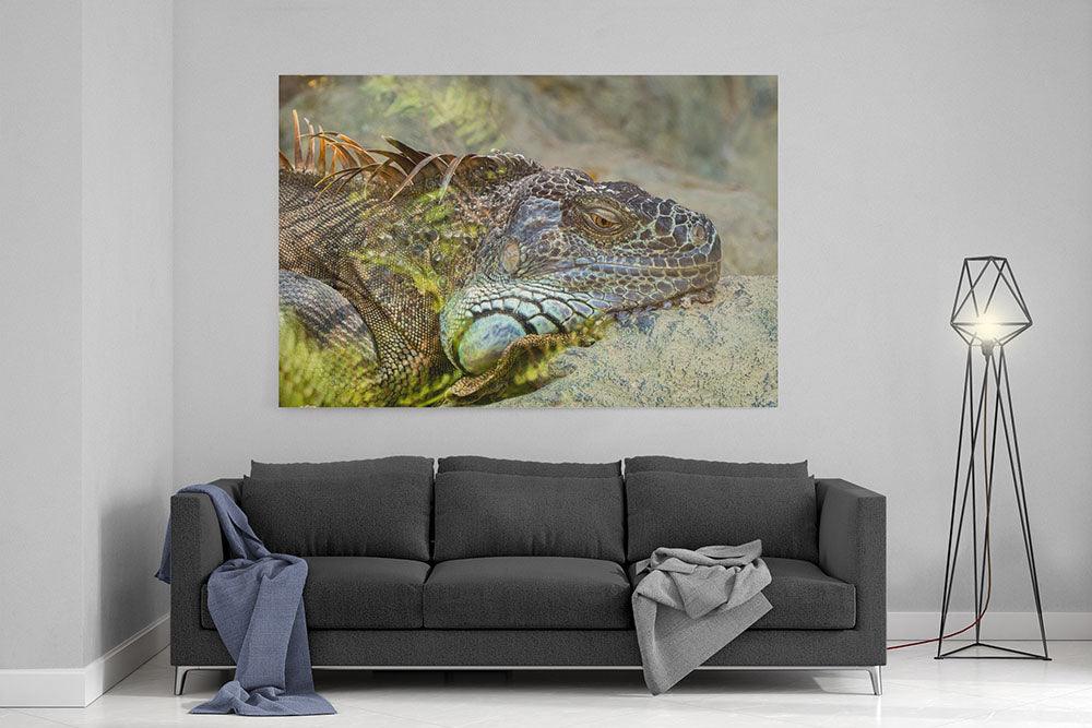 Leguan beim Sonnenbaden - Leinwand Howling Nature