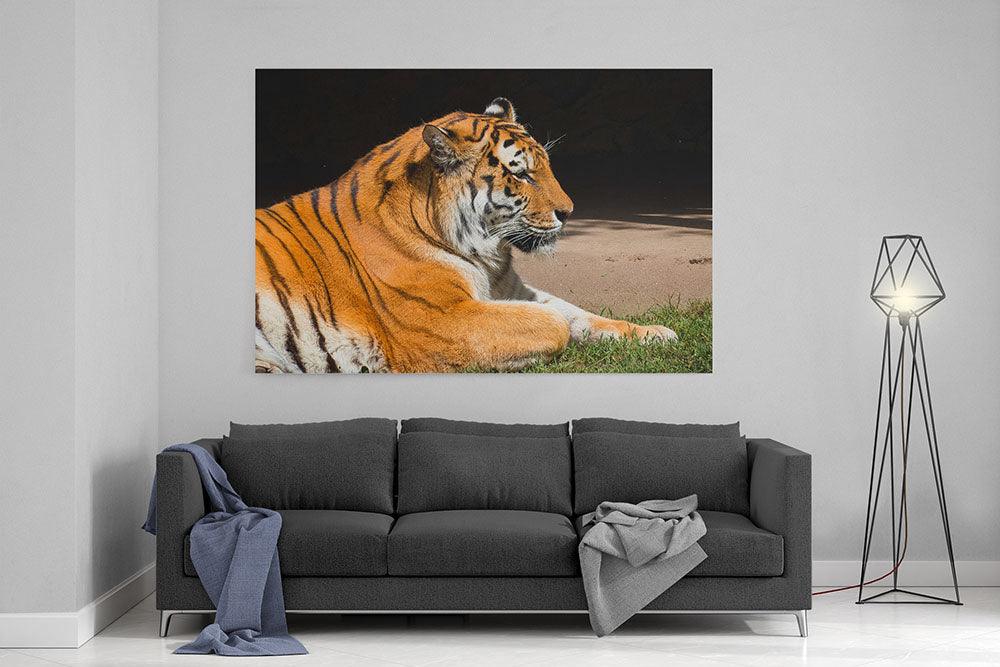 Tiger mit strahlendem Fell - Leinwand Howling Nature
