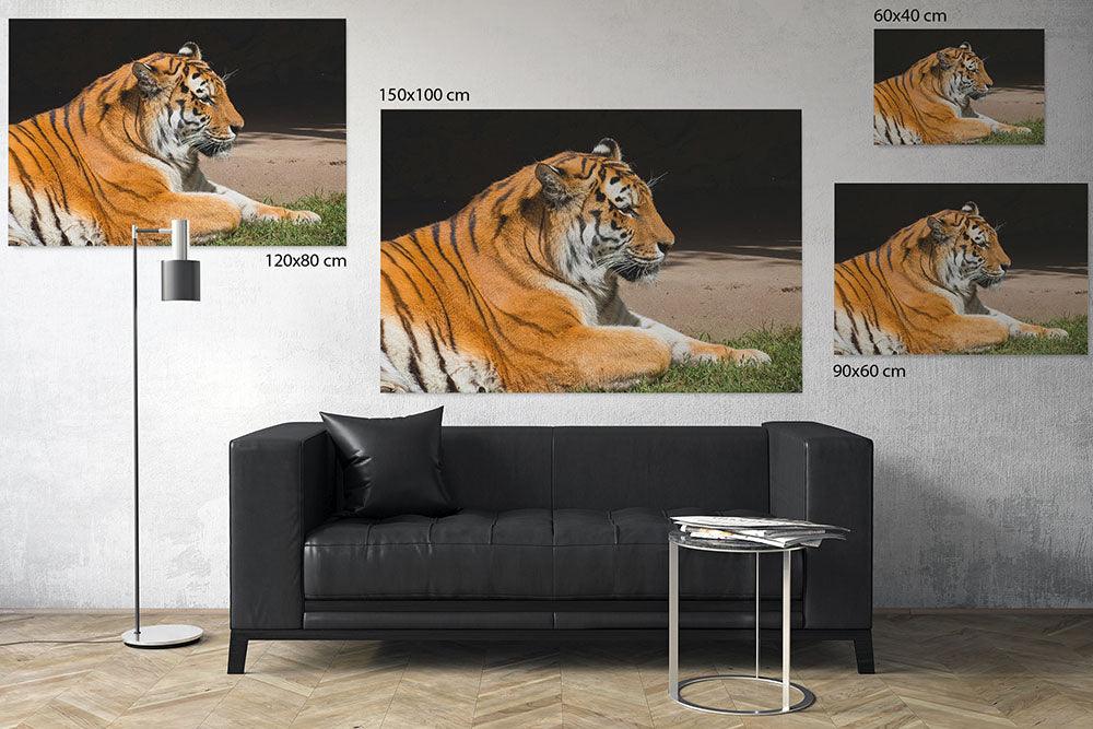 Tiger mit strahlendem Fell - Leinwand Howling Nature