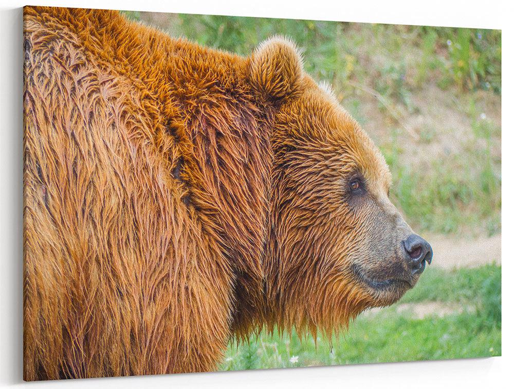 Braunbär im Profil - Leinwand - Howling Nature