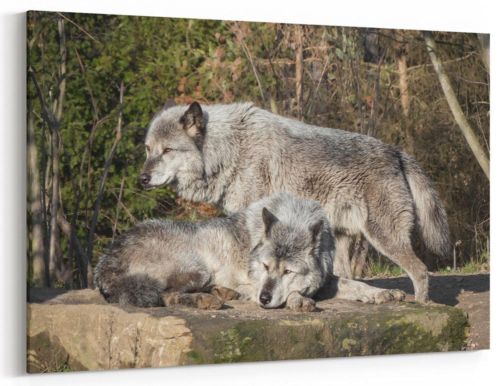 Timberwolf, das Alphapärchen - Leinwand - Howling Nature