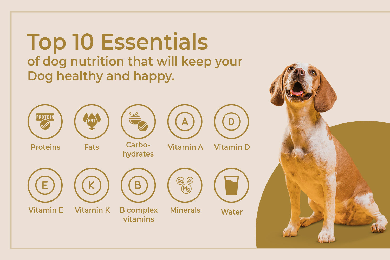 10 Essentials of Dog Nutrition infographics
