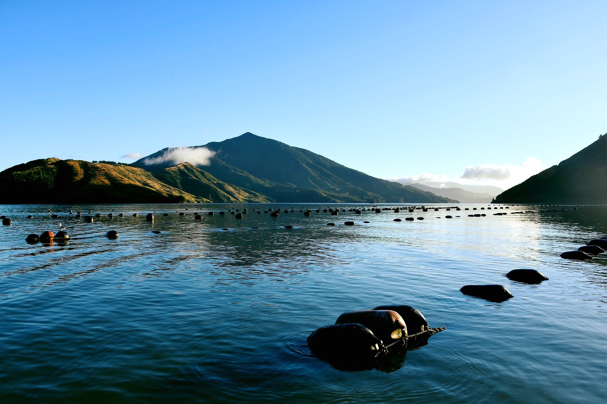 Green lipped mussel farms New Zealand