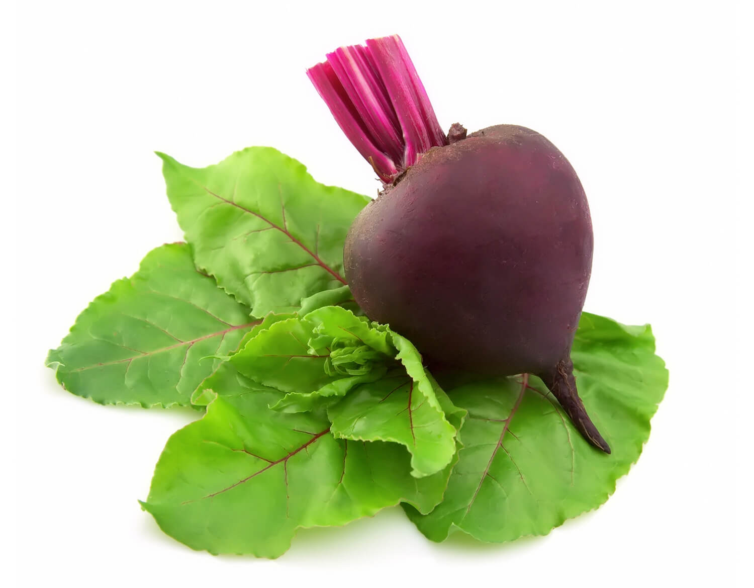 beet root