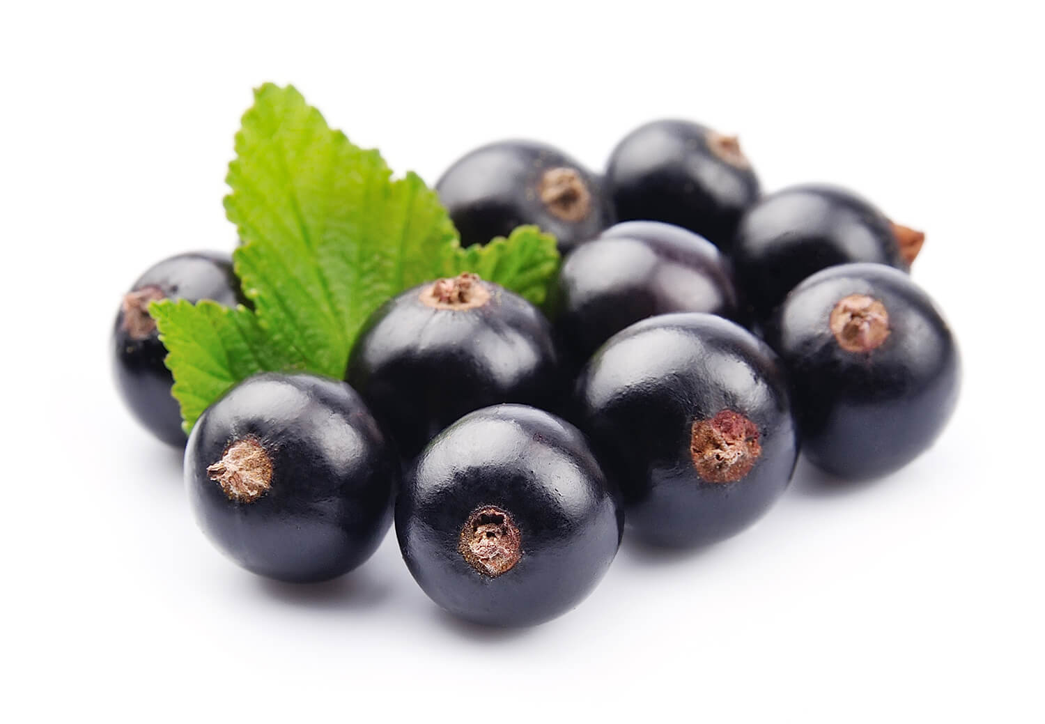 black currant berries