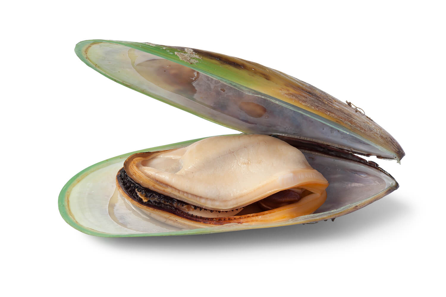 Green-lipped mussels