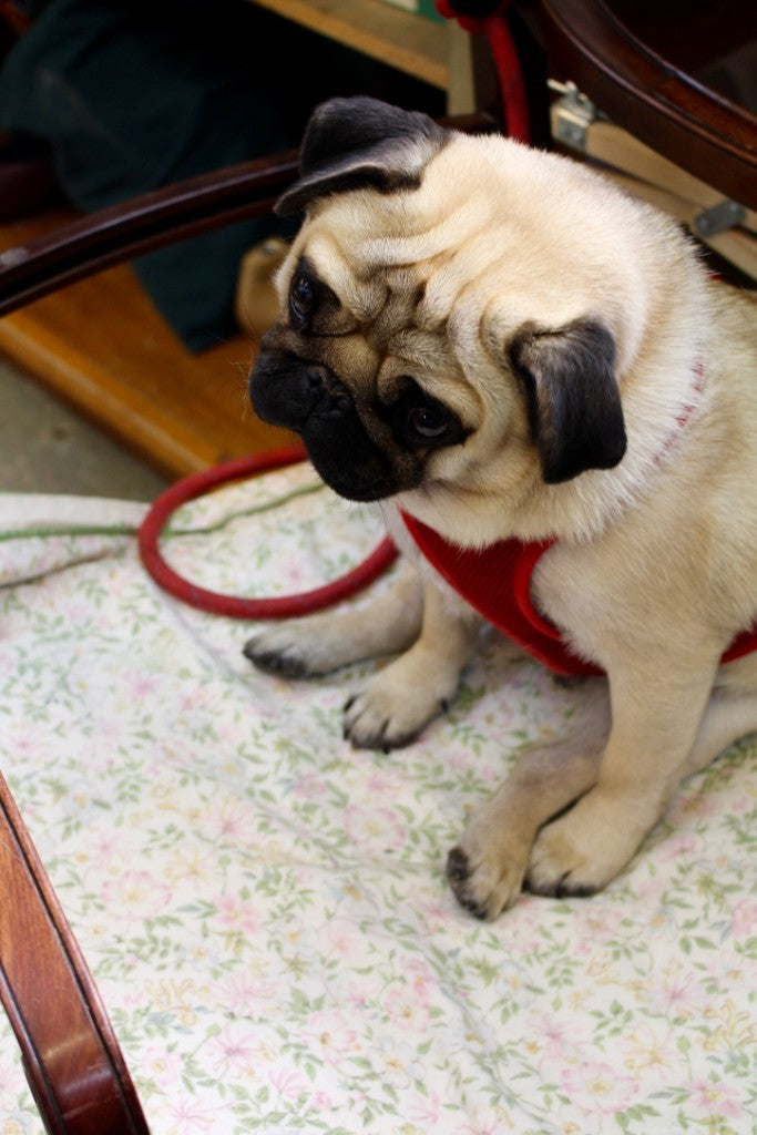 Mops thront auf dem Stuhl des wohl größten Schuhmacher der Welt.