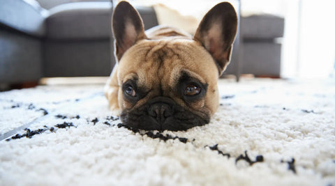 French bulldog lying on a handmade Beni Ourain rug