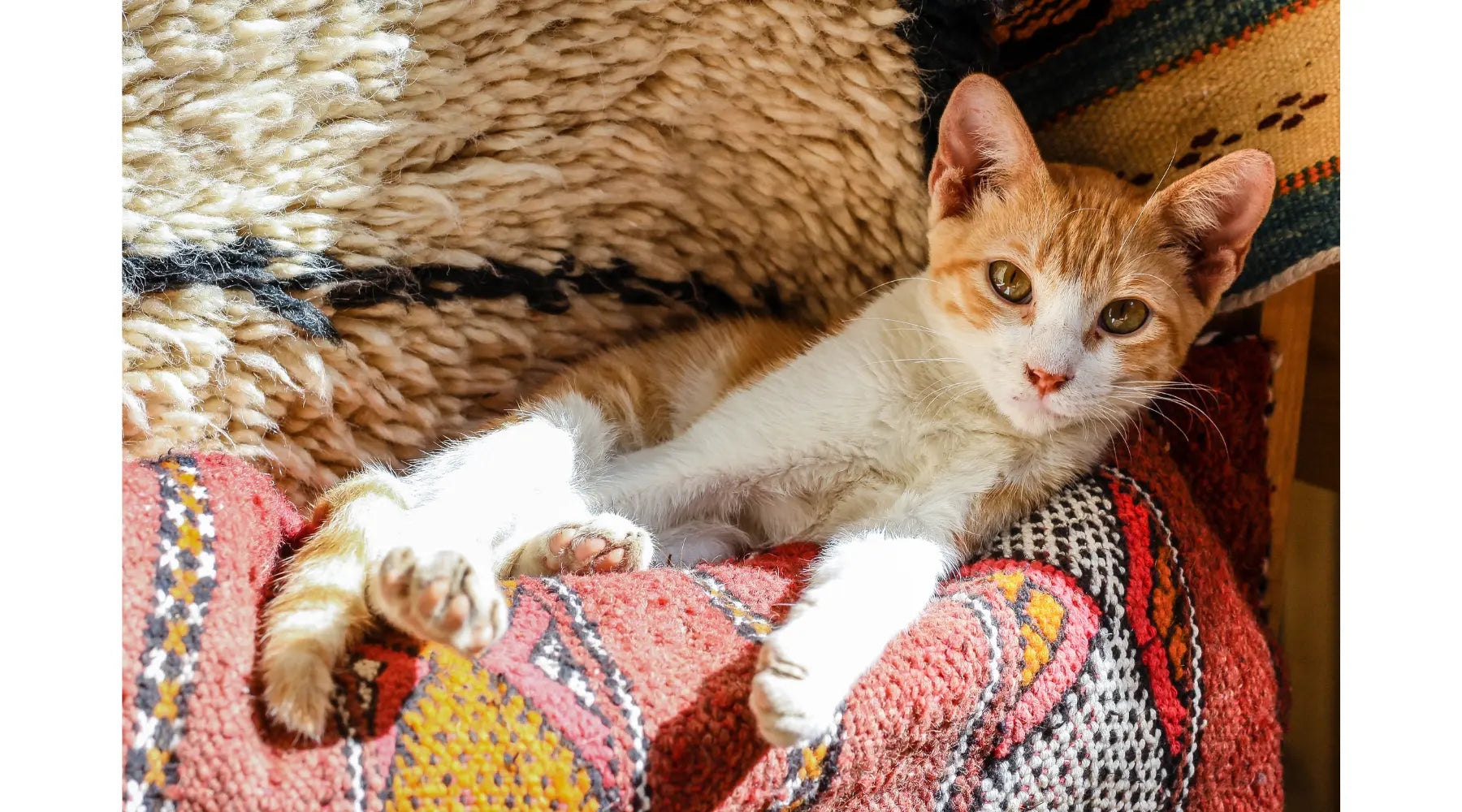 adorable-kitten-laying-on-traditional-moroccan-rugs