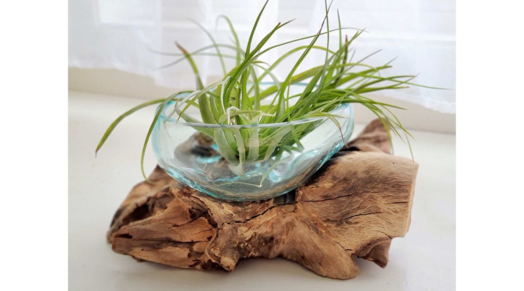 airplant-centerpiece-on-wood-piece