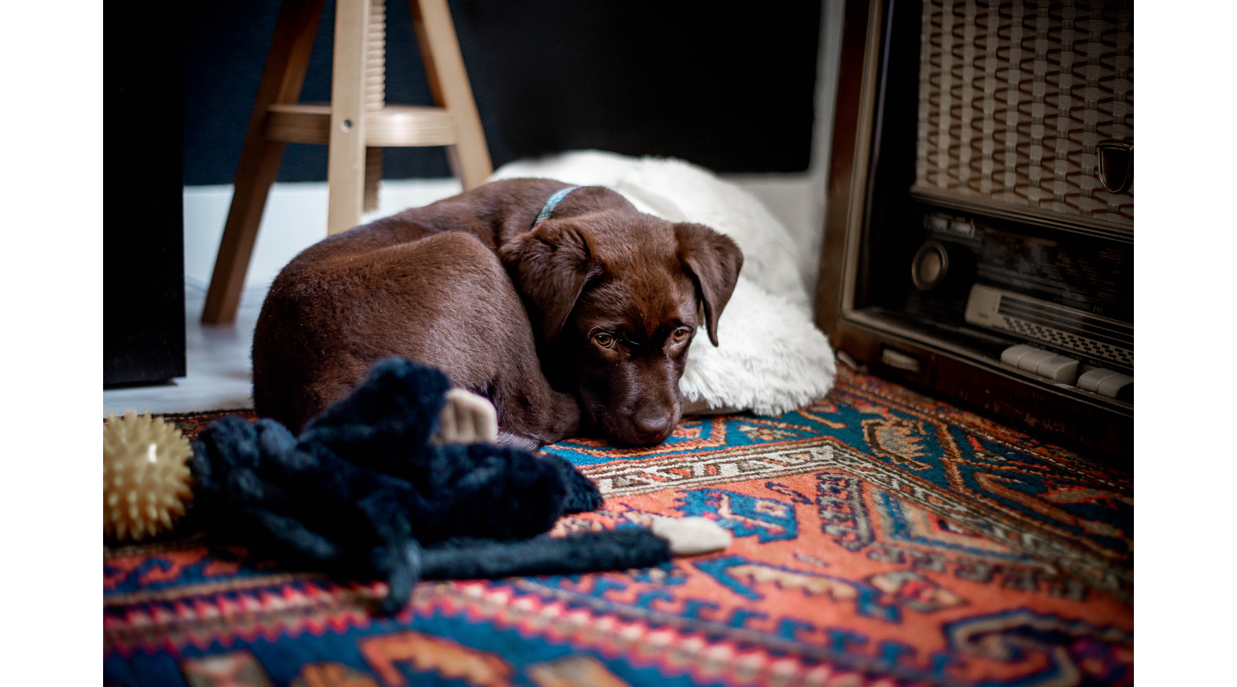 cute-chocolate-labrador-puppy-laying-on-persian-rug