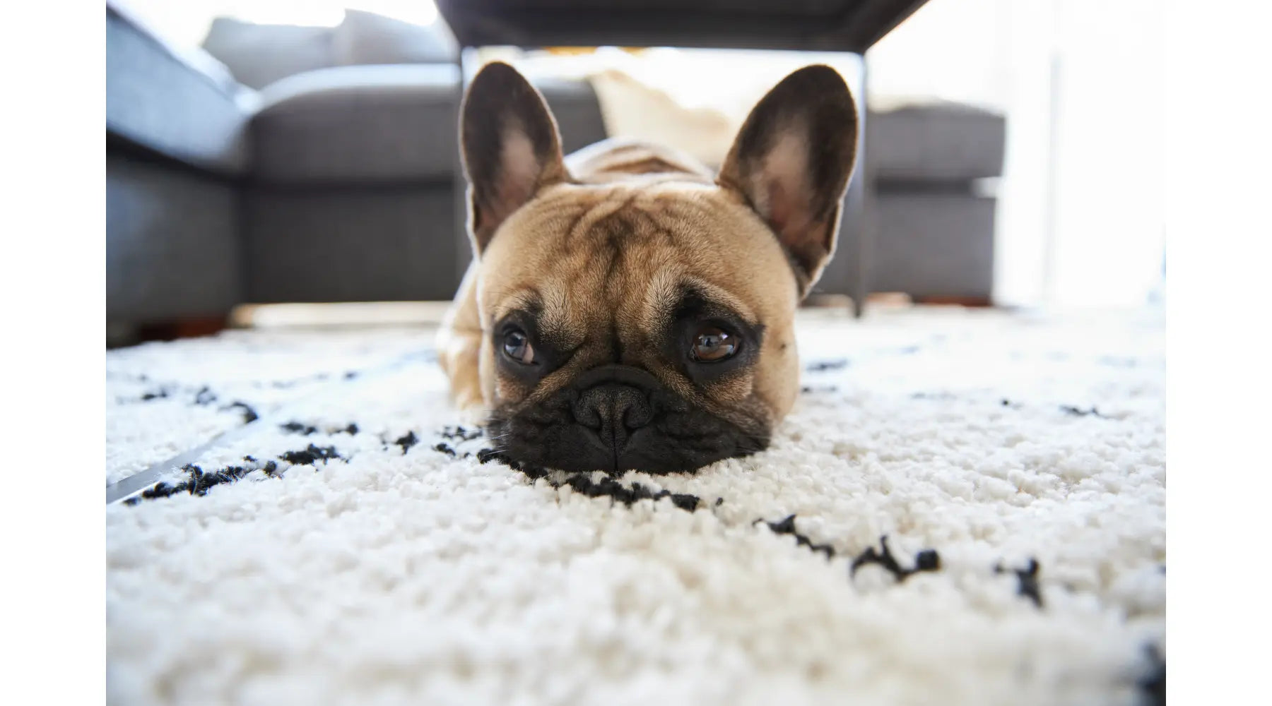 dog-lying-on-a-beni-ourain-rug