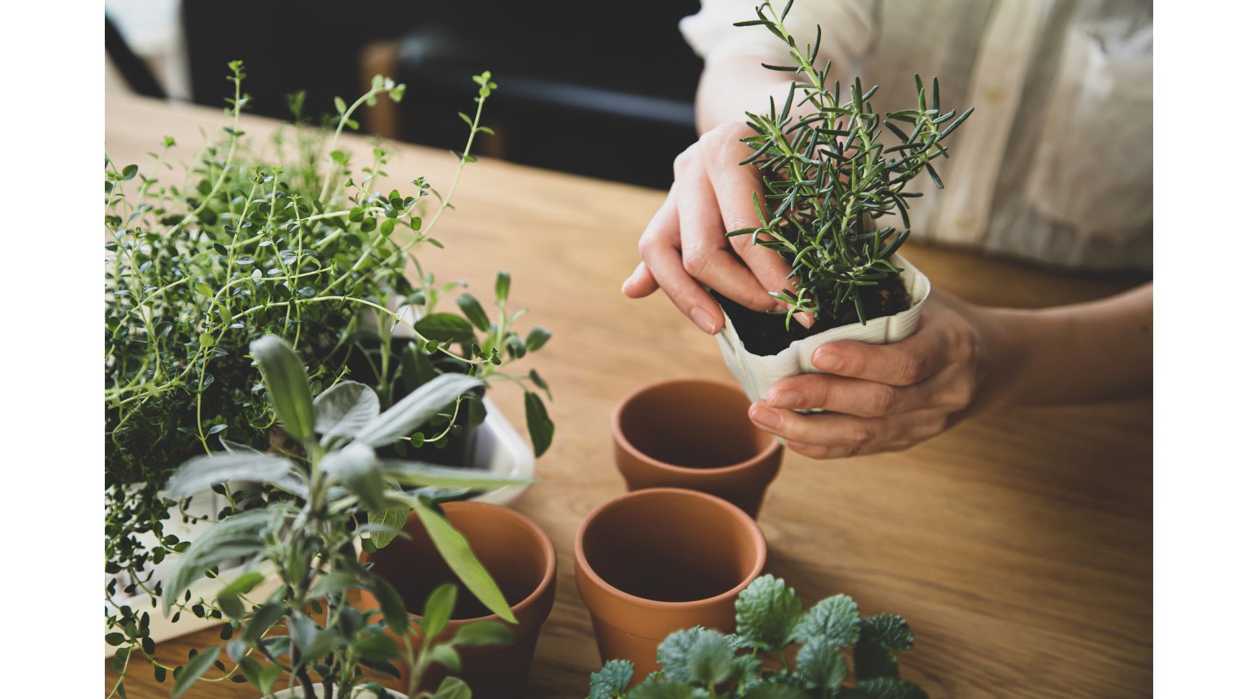 gardening-replanting-indoor-herbs