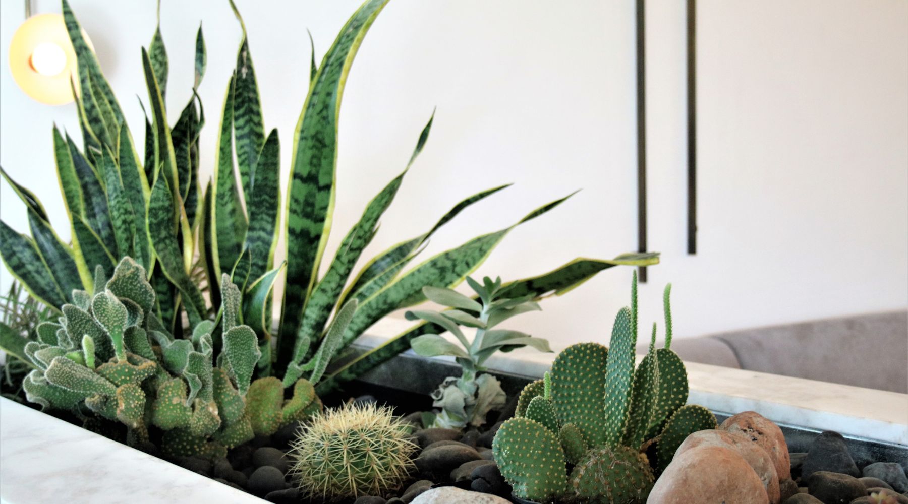 indoor-cactus-planter