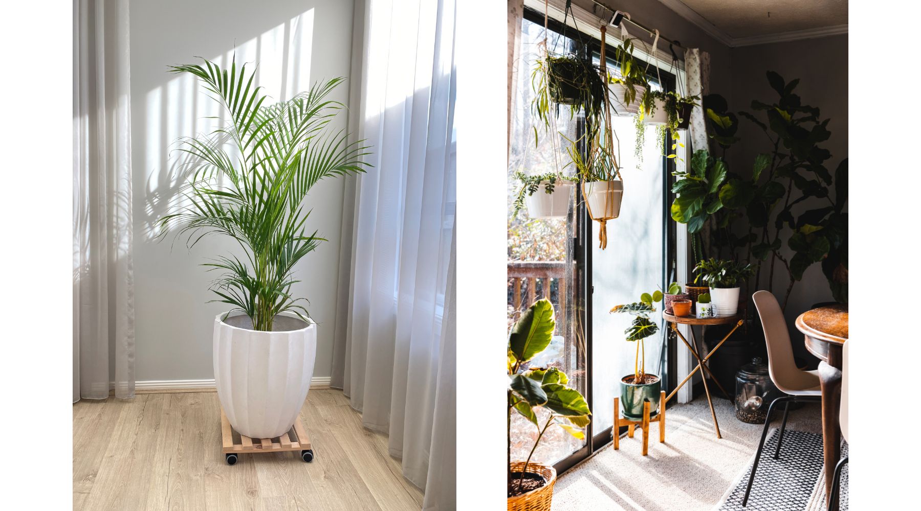 indoor-home-plants