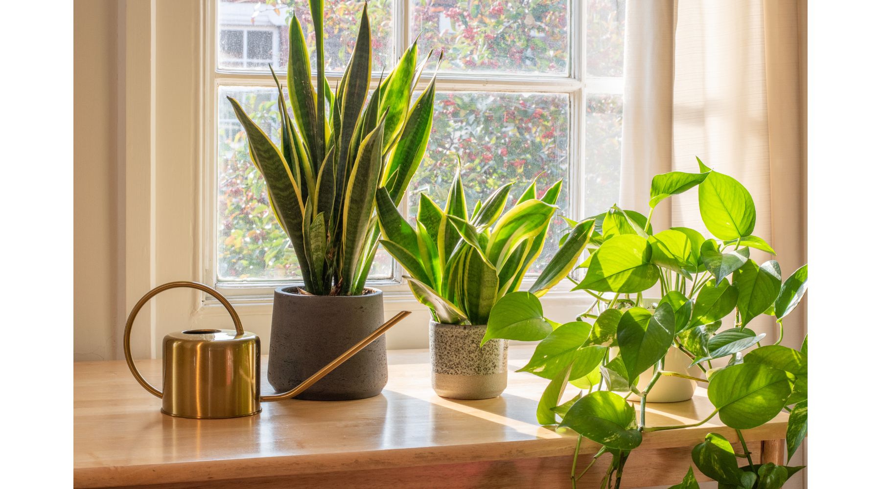 indoor-houseplants-by-the-window