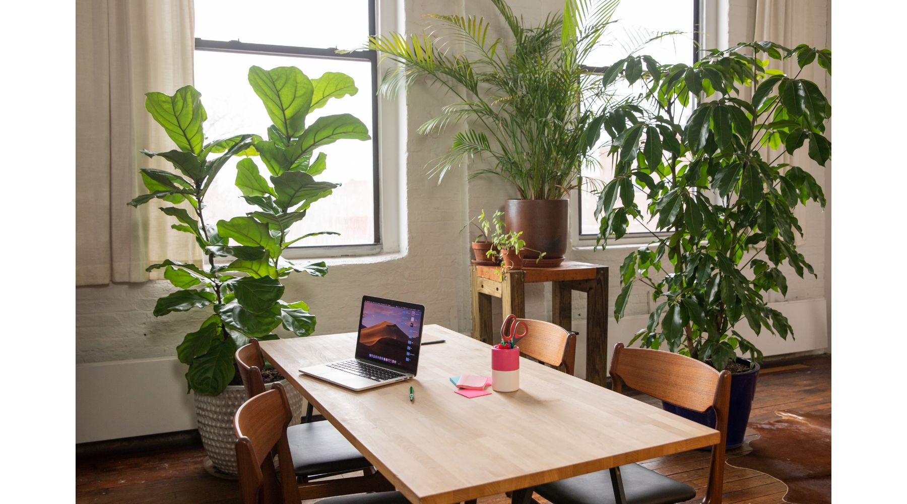 indoor-plants-in-an-office