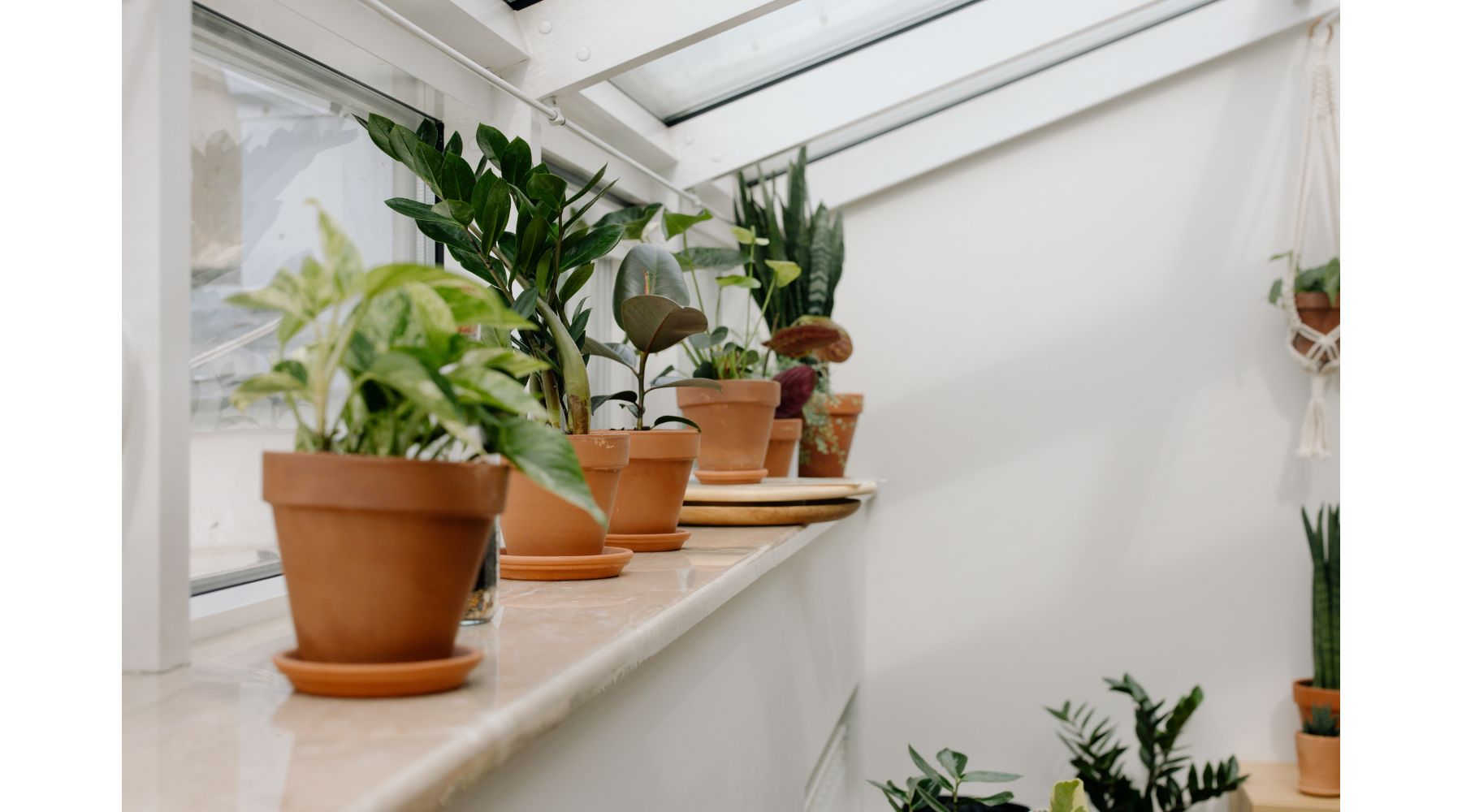 indoor-plants-in-clay-pots