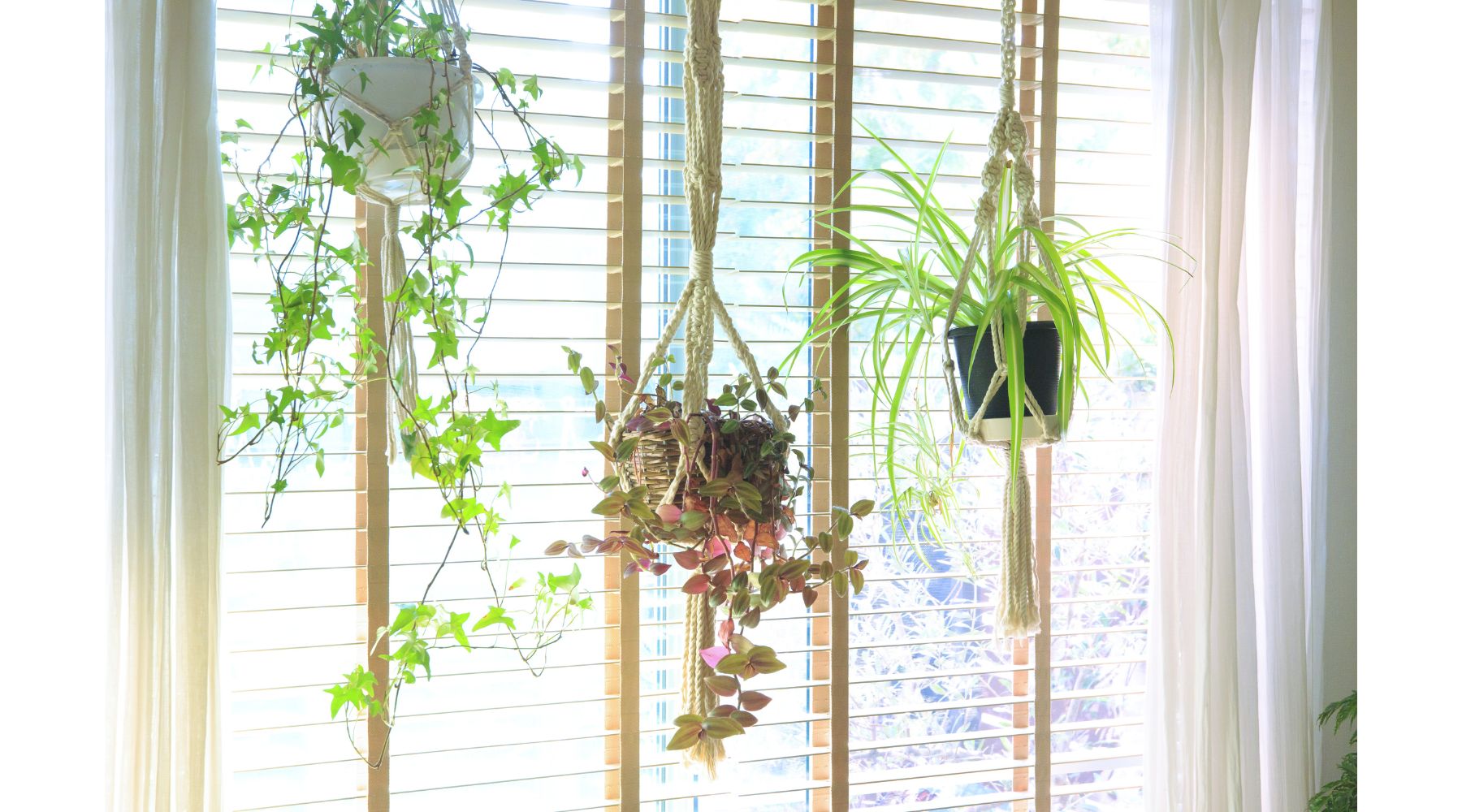 indoors-with-green-hanging-planters-and-hanging-plants