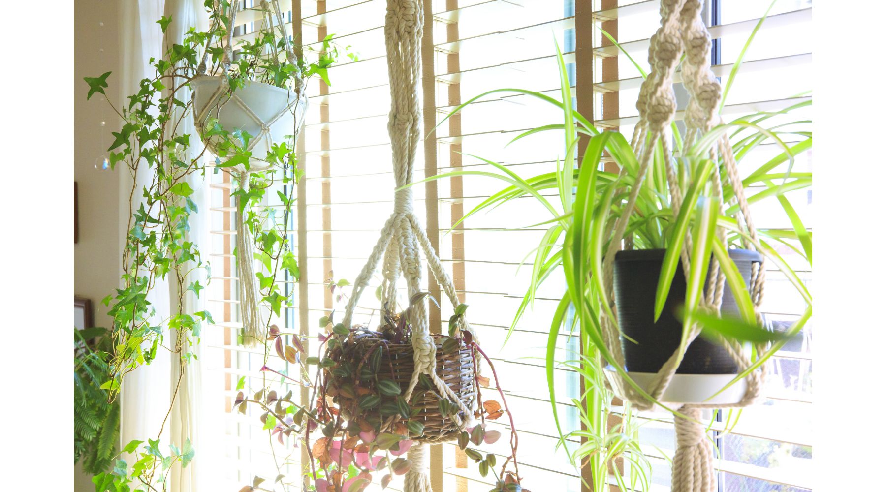 indoors-with-green-hanging-planters-of-hanging-plants