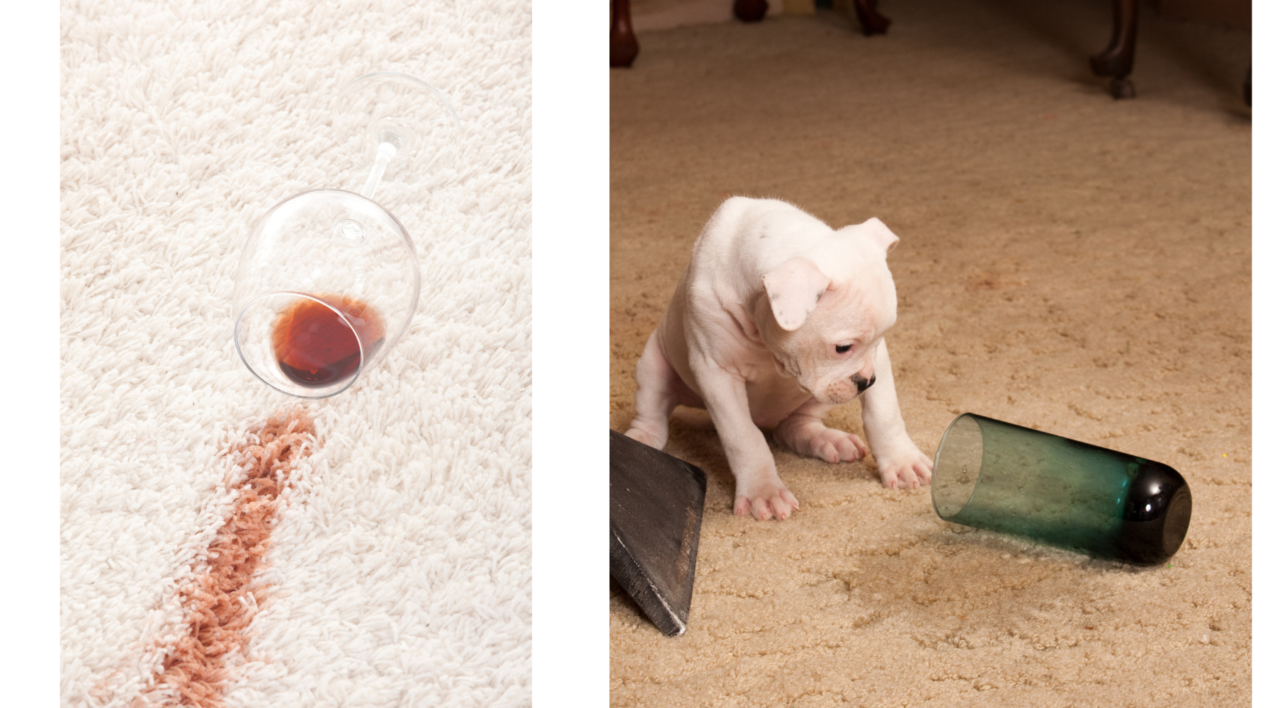 spilled wine on a rug and a puppy who spilled a glass on a rug