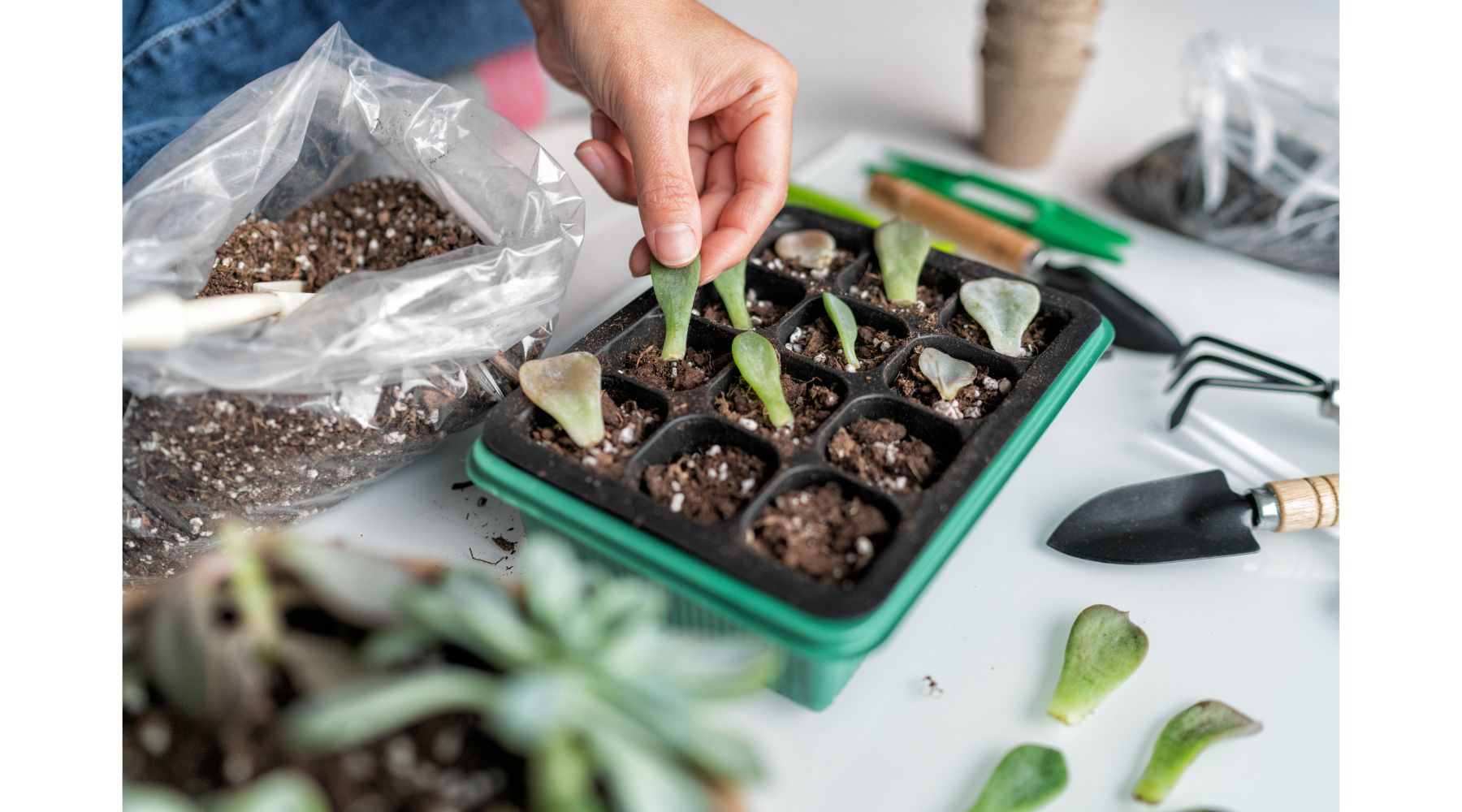succulent-leaf-propagation-diy-woman-gardening-at-home-planting-plant-leaves-in-potting-mix-propagator-tray-for-sprouting-indoor-garden-in-apartment