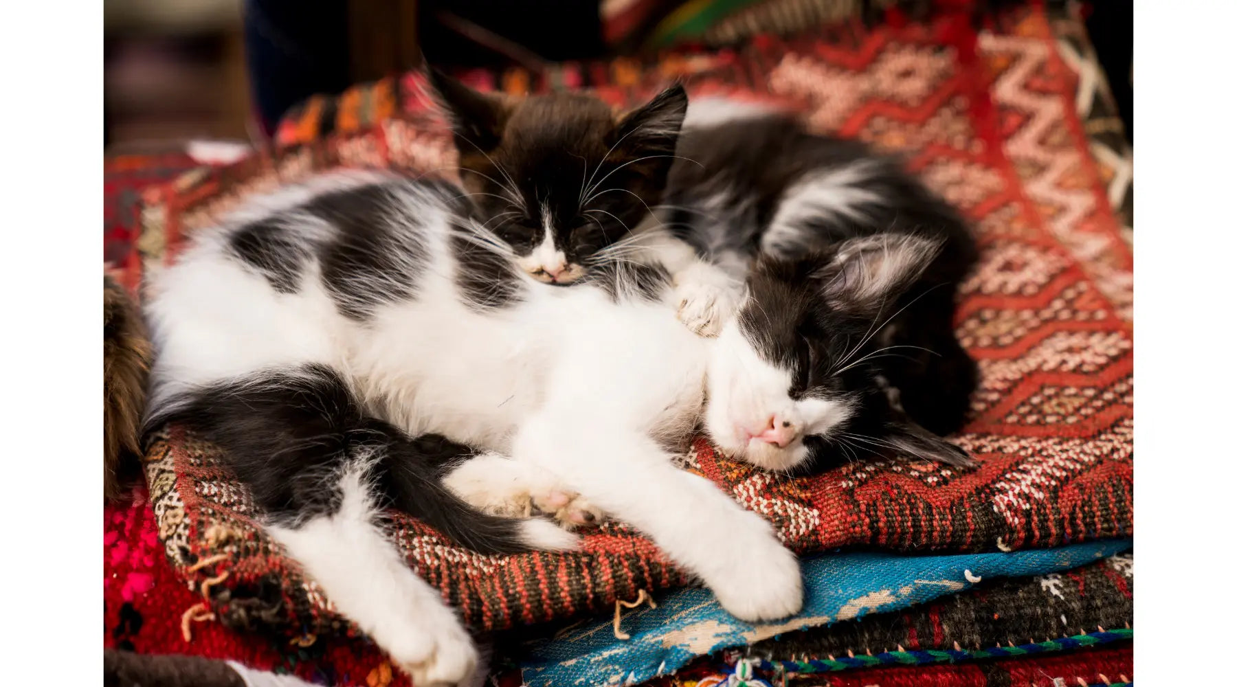 two-kittens-cuddle-and-sleep-on-moroccan-rugs