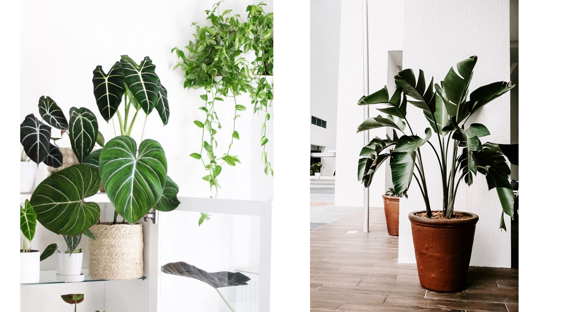 various-indoor-plants