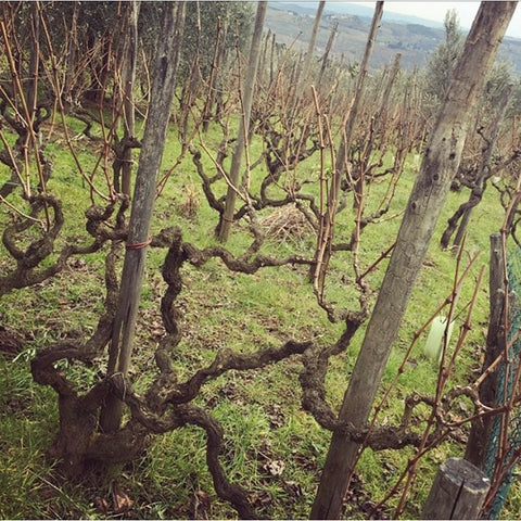 Old vines in Lamole