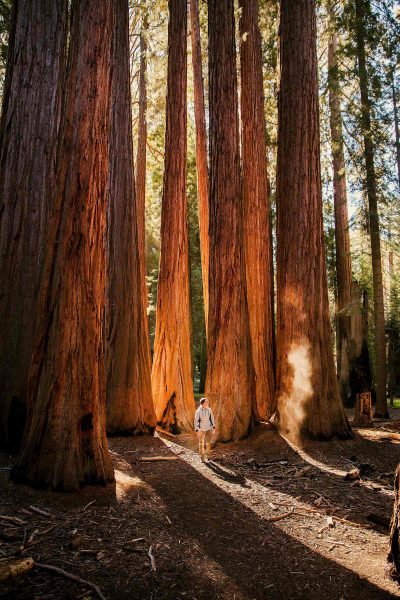 man standing in front of giant redwood trees