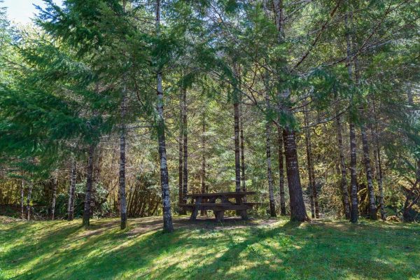 Picnic table in the Rogue River–Siskiyou National Forest.