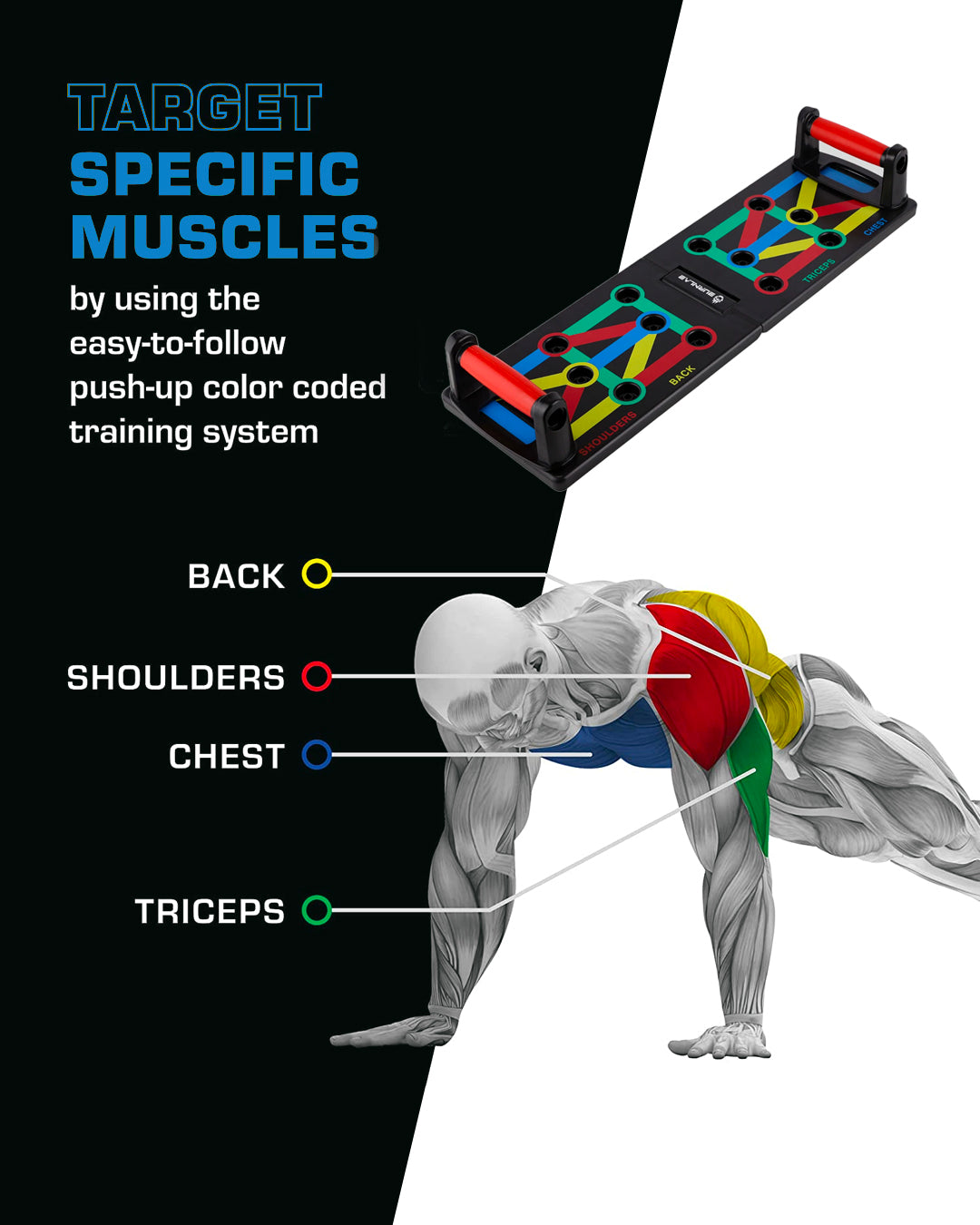 Push-Ups Benefits: Do push-ups work back muscles?