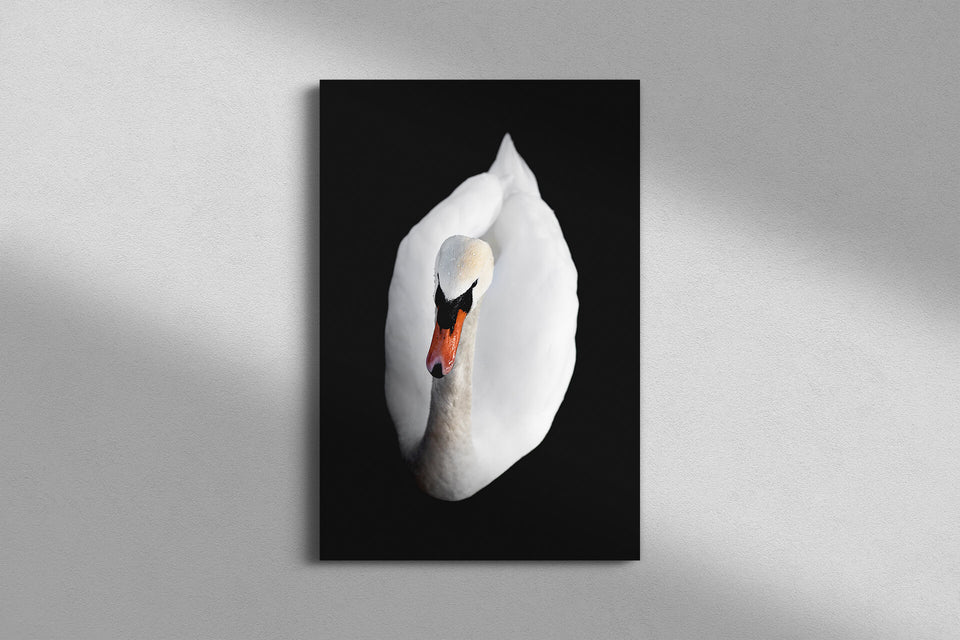 antyder Kredsløb Narabar Swan Lake Copenhagen • Wall Art Collection • Exclusive by Aluxem – ALUXEM