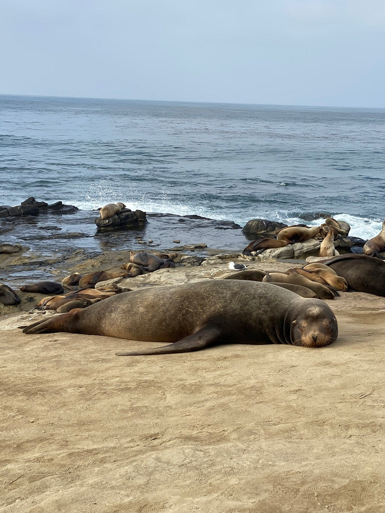 Jenny Dayco visits La Jolla Cove in Southern California