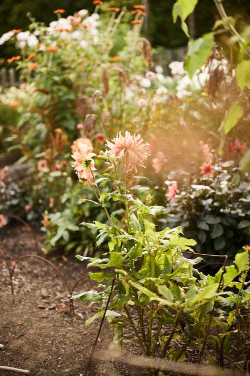 Blush pink dahlia in October 