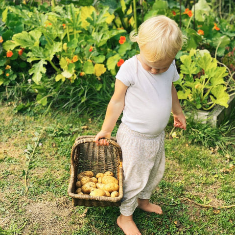 Child with basket of potatoes