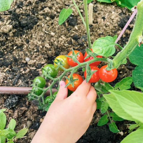 homegrown tomatoes